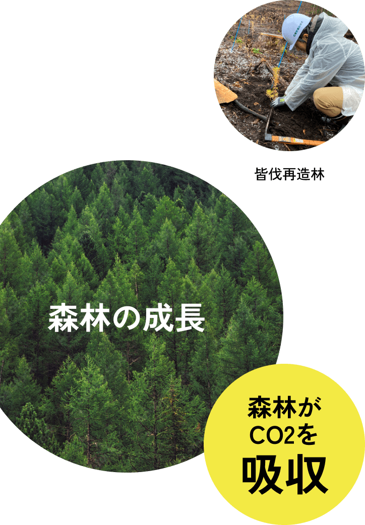 皆伐再造林 森林の成長 森林がCO2を吸収