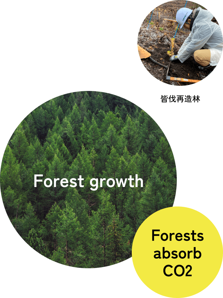 Clear-cutting and reforestation Forest growth Forests absorb CO2